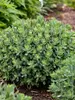 Sedum Pride And Joy