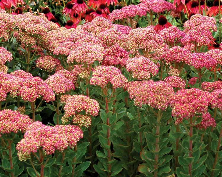 Product Viewer Sedum Powderpuff
