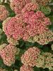 Sedum Pool Party