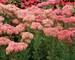 Sedum Pool Party