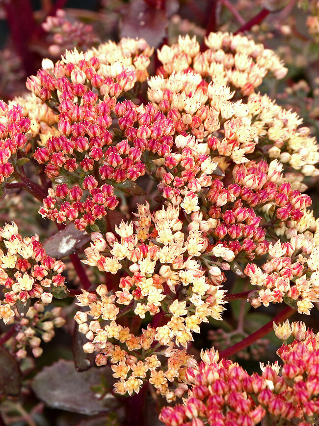 Sedum Peach Pearls