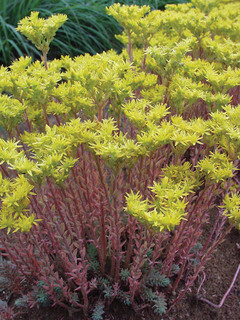 Sedum
