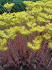 Sedum Blue-Spruce