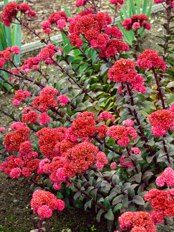 Sedum Red-Cauli