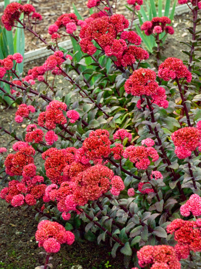 Sedum Red-Cauli