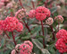 Sedum Red-Cauli