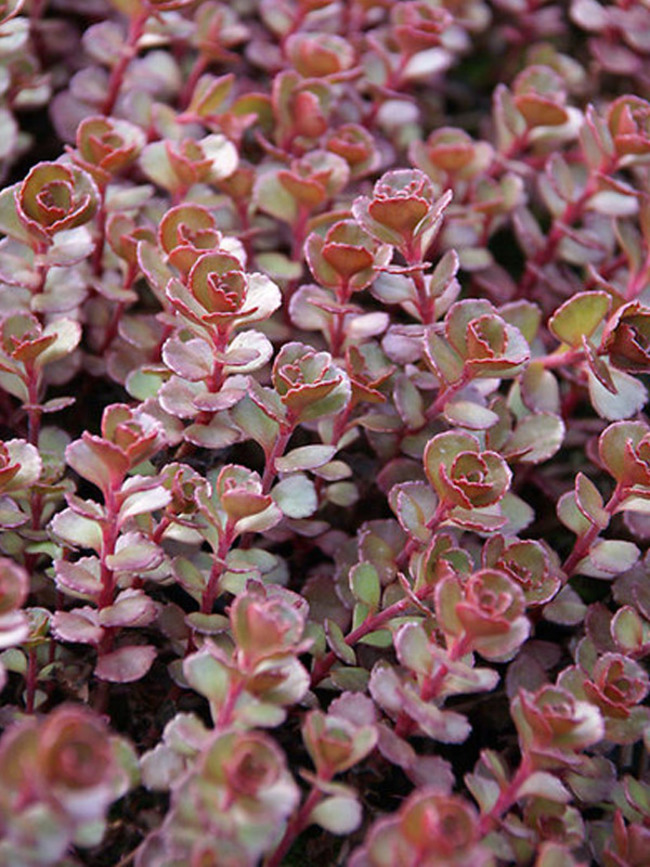 Sedum Red Carpet Bluestone Perennials