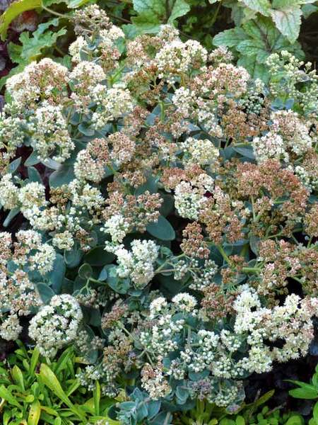 Product Viewer - Sedum Rosetta