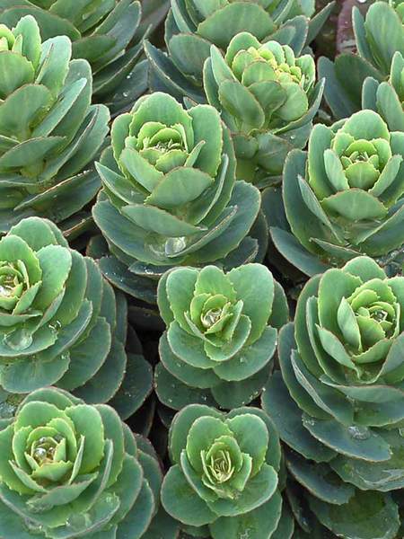 Product Viewer - Sedum Rosetta