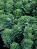 Sedum Rosetta