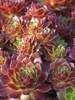 Sempervivum Rocknoll Rosette