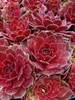 Sempervivum Rocknoll Rosette