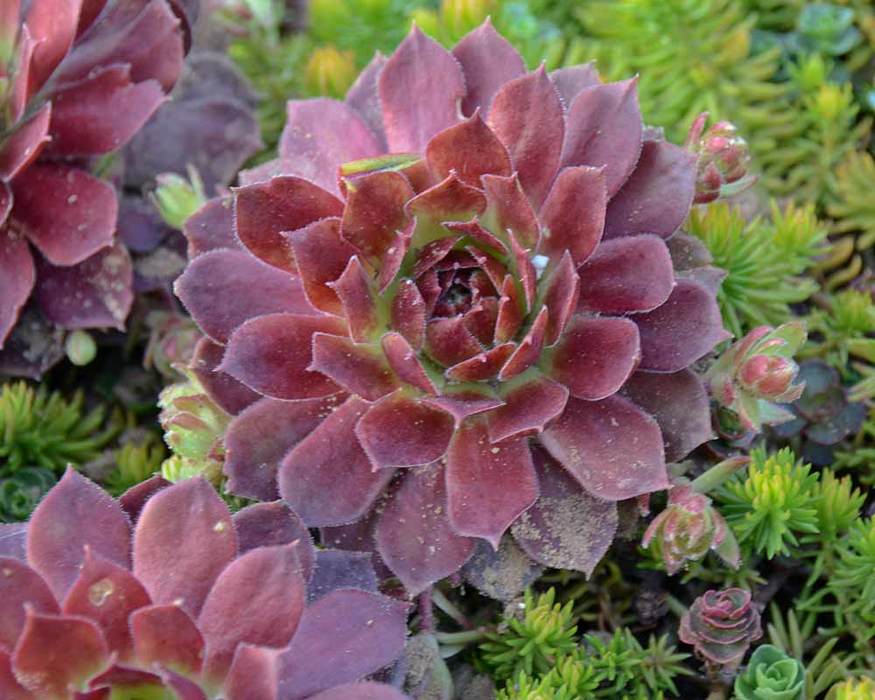 Sempervivum Rocknoll Rosette | Bluestone Perennials