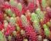 Sedum Red Wiggle