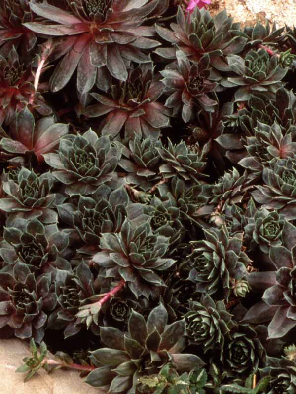 Sempervivum Sanford Hybrids | Bluestone Perennials