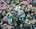 Sedum Sieboldi