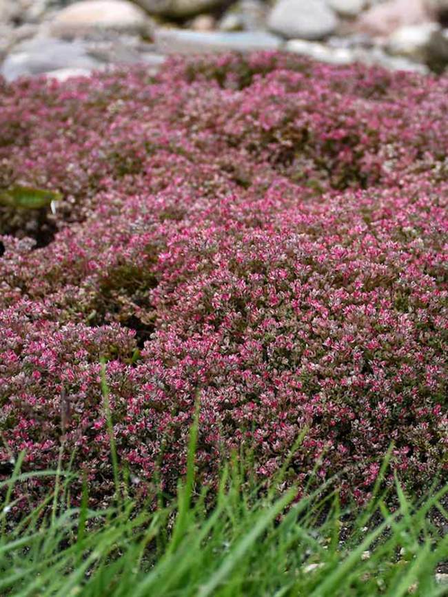 Sedum Steel the Show