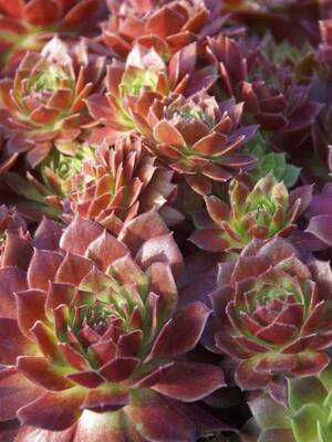 Sempervivum 'Citrus Sunrise' – The Greenery Garden Centre