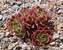 Sempervivum Sunset