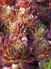 Sempervivum Sunset