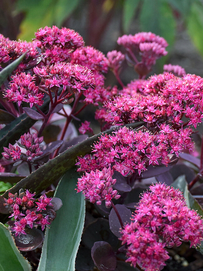 Sedum Superstar