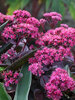 Sedum Superstar