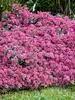 Sedum Superstar