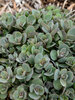 Sedum Superstar