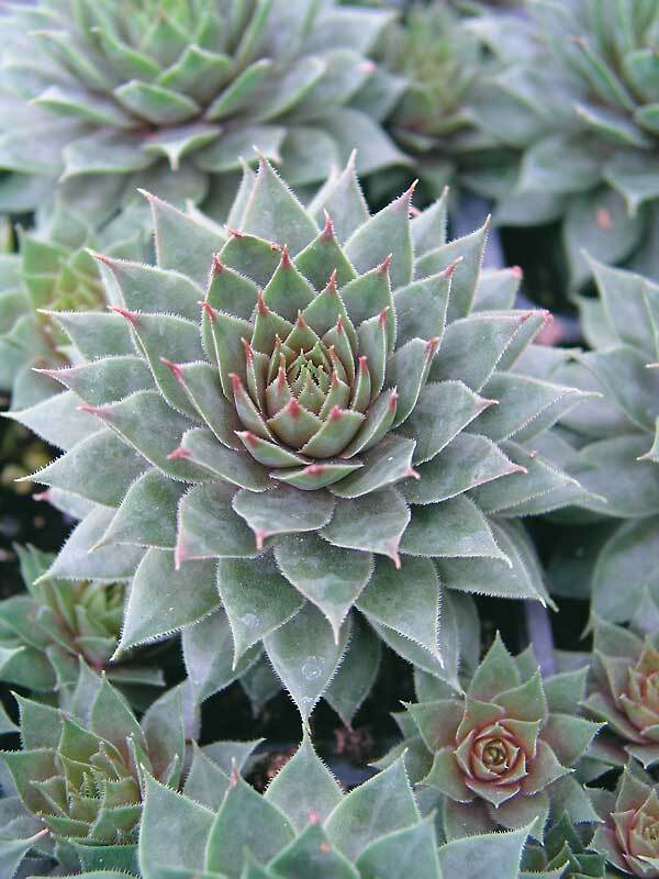 Sempervivum Twilight-Blues