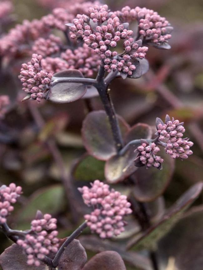 Sedum Turkish Delight