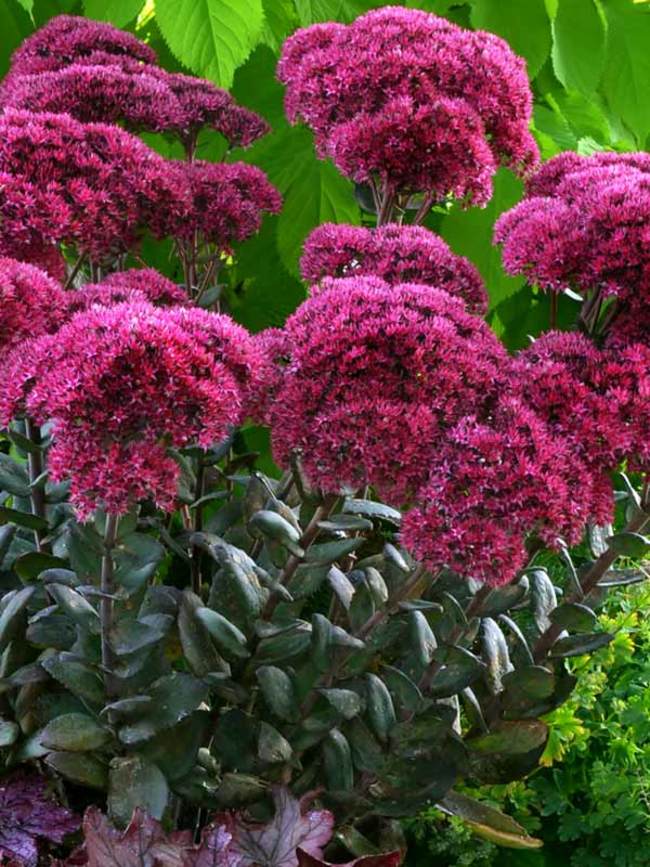 Sedum Thunderhead