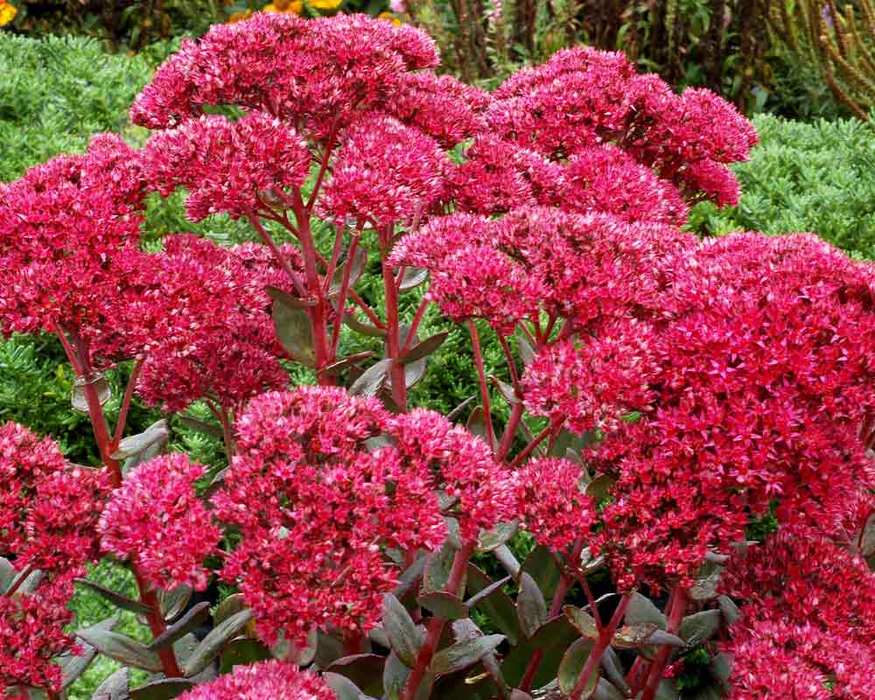 Sedum Thunderhead -- Bluestone Perennials