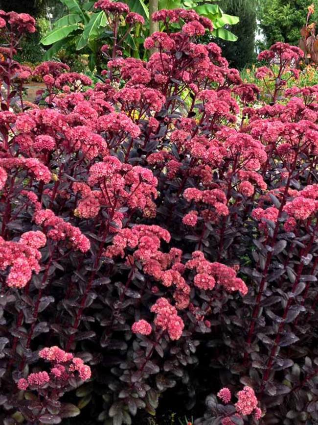 Sedum Touchdown Teak