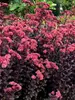 Sedum Touchdown Teak