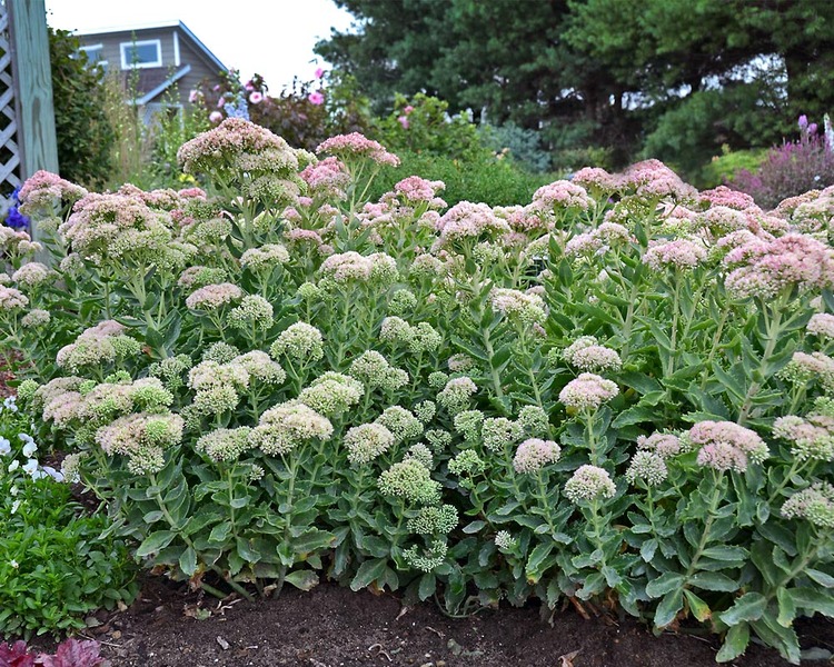 Product Viewer - Sedum T Rex