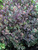 Sedum Vera-Jameson