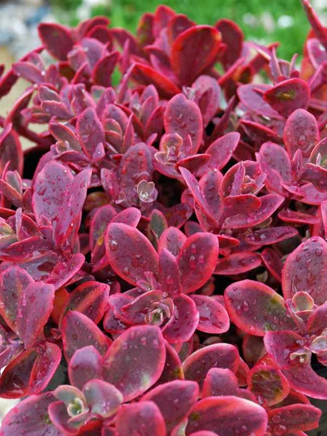 Sedum Wildfire