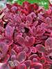 Sedum Wildfire