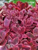 Sedum Wildfire