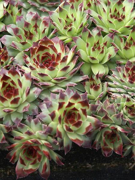 Product Viewer - Sempervivum Sir-Wm.-Lawrence
