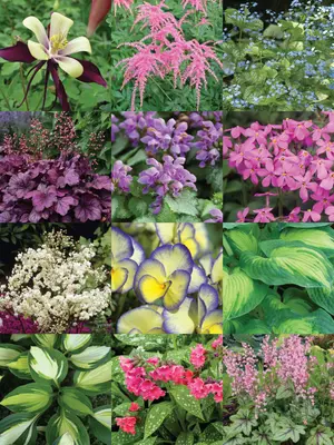 Link to Shade Garden