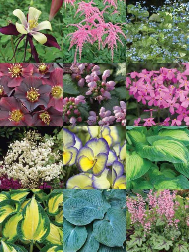 Shade Garden Bluestone Perennials - Shade Garden Ideas Zone 6b