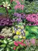 Shade Garden