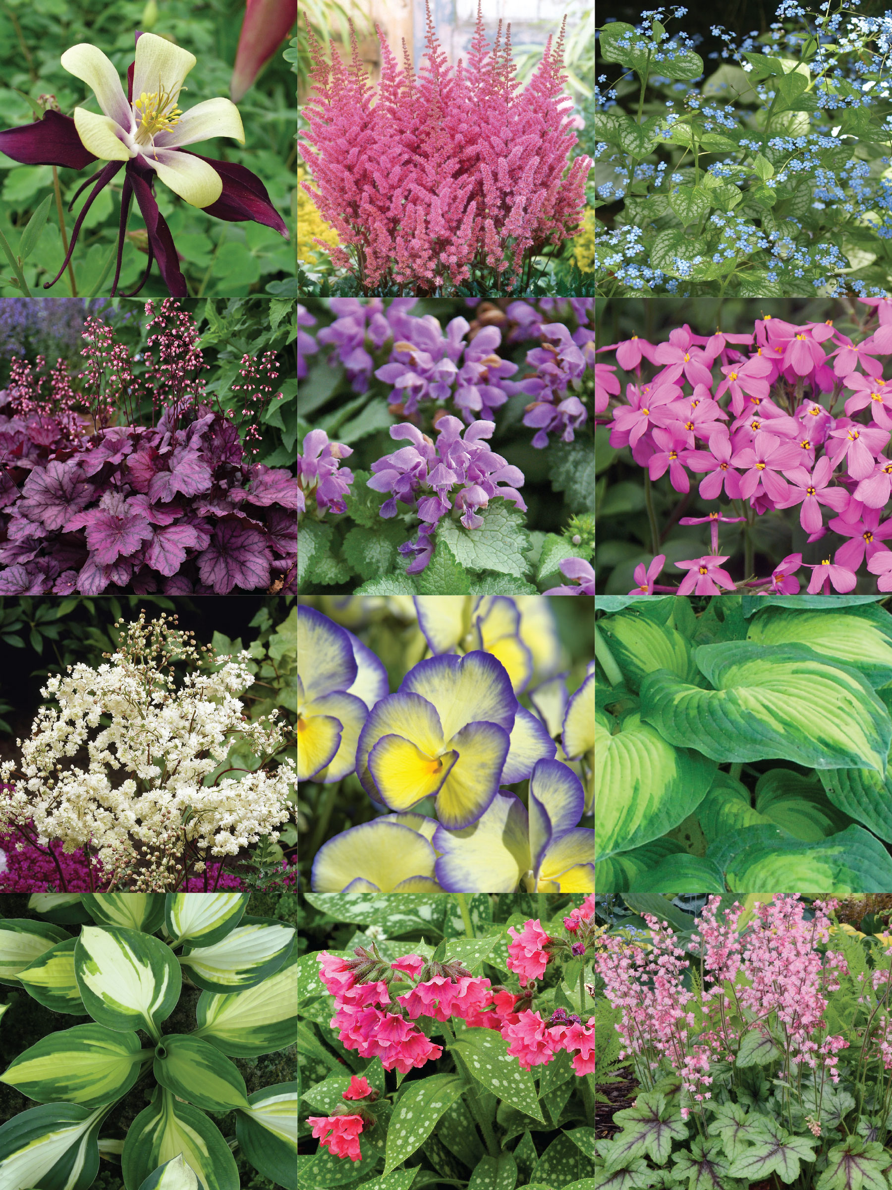 5+ Garden Plants For Shade