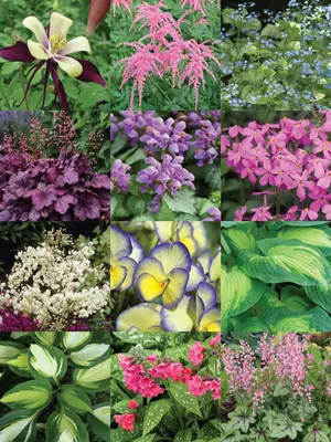 Link to Deluxe Shade Garden