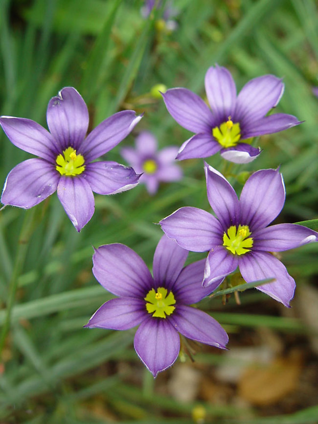 Sisyrinchium Lucerne