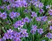 Sisyrinchium Lucerne