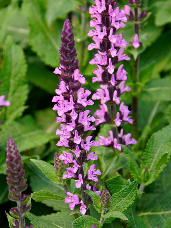 Salvia Midnight Rose