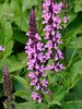 Salvia Midnight Rose