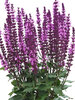 Salvia Midnight Rose